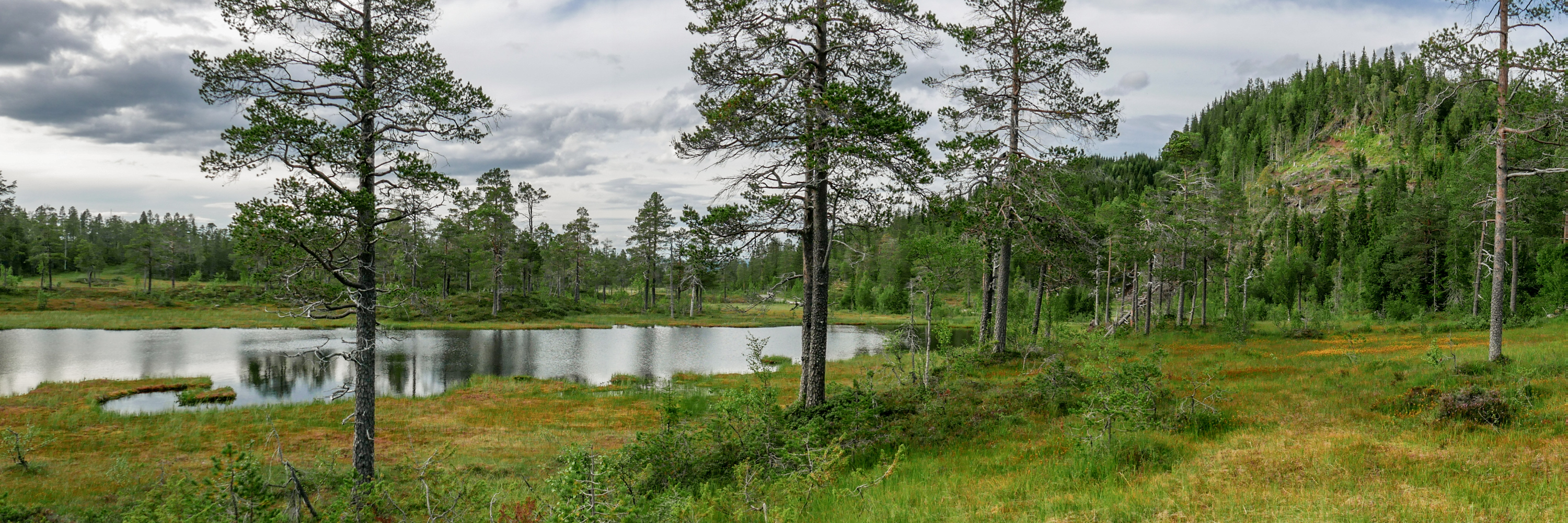 La région du Trøndelag et les élans