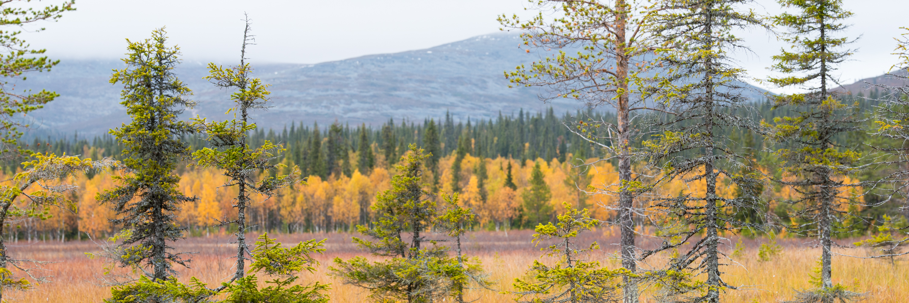 Envoûtante Laponie finlandaise !