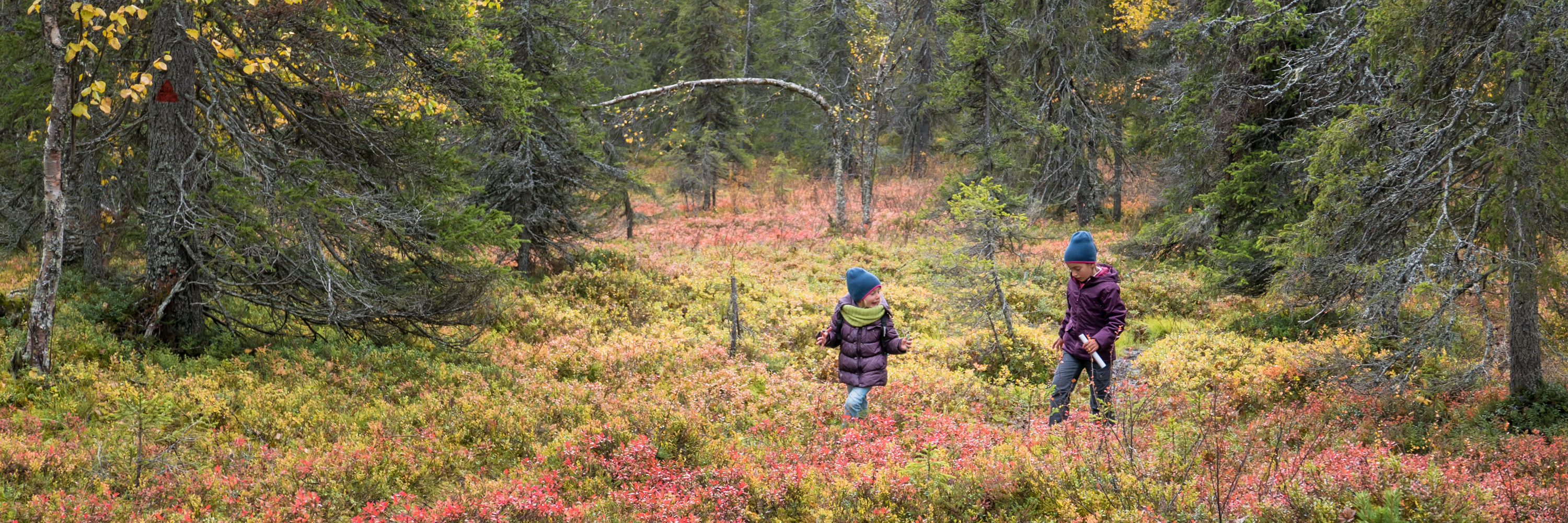 Parc National de Pallas-Yllästunturi en Laponie