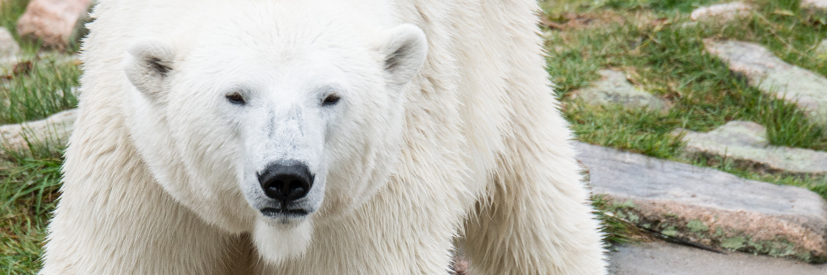 Le parc animalier de Ranua (par Annika)