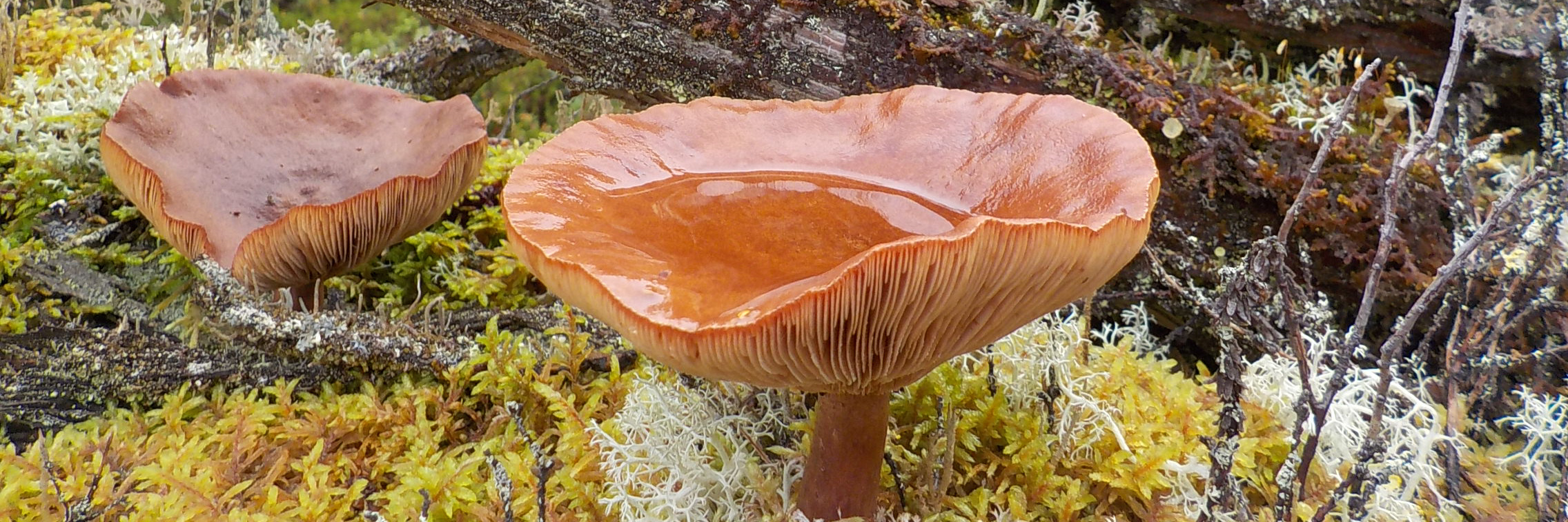 Le safari-photo champignon de Kika