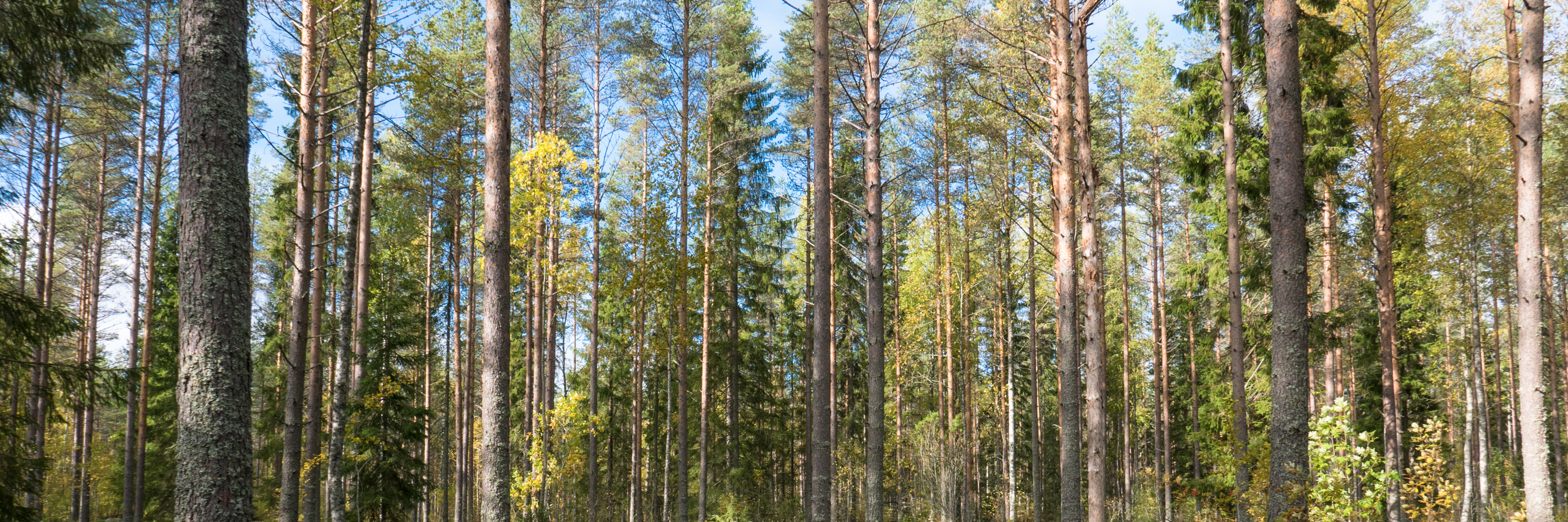 Le parc national de Salamajärvi