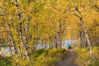 Parc national d'Abisko