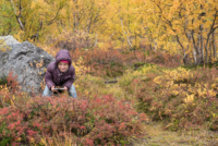 Parc national d'Abisko