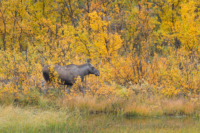 Parc national d'Abisko