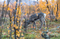 Parc national d'Abisko