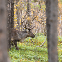 Parc national d'Abisko