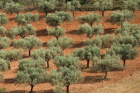 Sur les routes d'Argolide