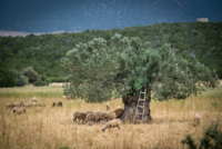 Sur les routes d'Argolide