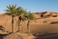 Aux portes du désert / Erg Chebbi