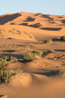 Aux portes du désert / Erg Chebbi