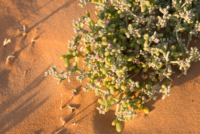 Aux portes du désert / Erg Chebbi