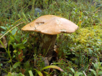 Kika photographie les champignons