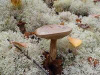 Kika photographie les champignons