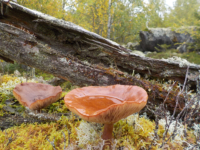 Kika photographie les champignons