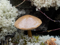 Kika photographie les champignons