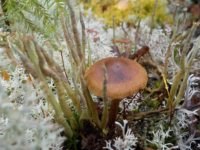 Kika photographie les champignons