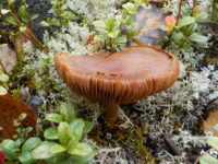 Kika photographie les champignons