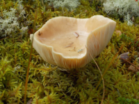 Kika photographie les champignons