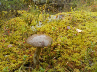 Kika photographie les champignons