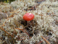 Kika photographie les champignons