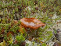 Kika photographie les champignons