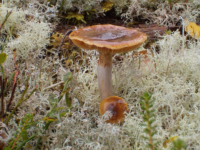 Kika photographie les champignons