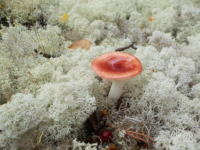 Kika photographie les champignons