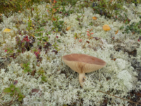 Kika photographie les champignons