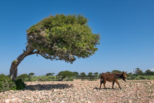 Sur les falaises de Tafedna