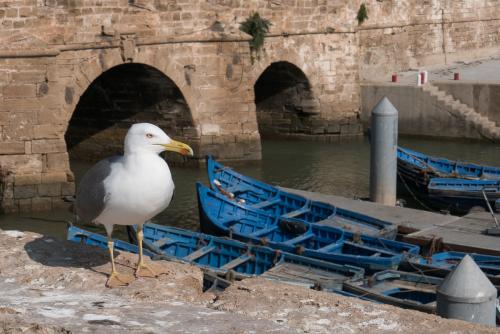 Redécouverte d'Essaouira