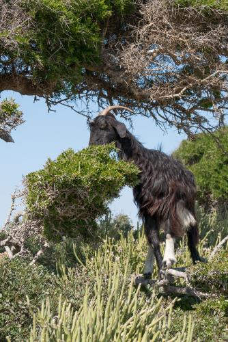 Bivouac près d'Essaouira