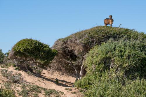 Bivouac près d'Essaouira