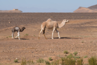 Chasse aux fossiles / Erfoud