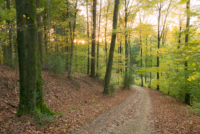 Bivouac en forêt près de Wilhelmsfeld
