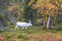 Pallastunturi