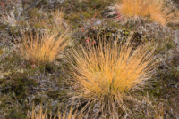 Pallastunturi