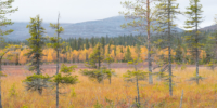 Pallastunturi