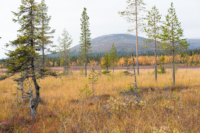 Pallastunturi
