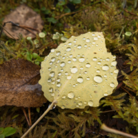 Pallastunturi