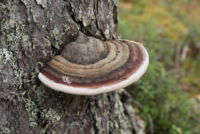 Pallastunturi
