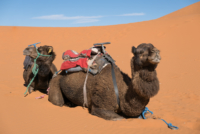Bivouac dans le Sahara / Erg Chebbi