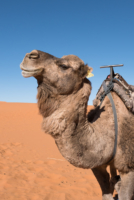 Bivouac dans le Sahara / Erg Chebbi