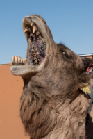 Bivouac dans le Sahara / Erg Chebbi