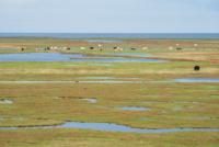 île de Nyord