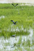 Les oiseaux de Nallihan