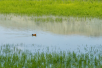 Les oiseaux de Nallihan