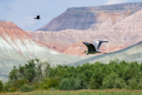 Les oiseaux de Nallihan