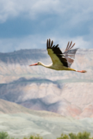 Les oiseaux de Nallihan