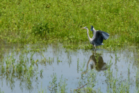 Les oiseaux de Nallihan